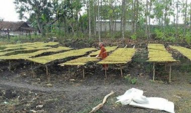 Dana Cukai Rokok Lamongan Naik Jadi Rp 12,8 M, Ini Tiga Kelompok Sasaran Penerima